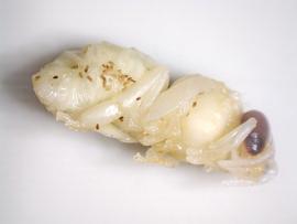  Wax moth frass on bee pupa; photo by Mark Gingrich
